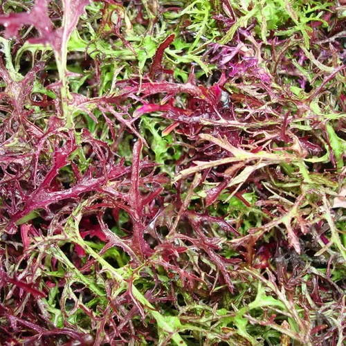 Organic Red Streaks Mizuna - Semillas de mostaza – 1 onza ~ 11,300 semillas – Semillas para cultivar verduras y hierbas verdes de hoja verde
