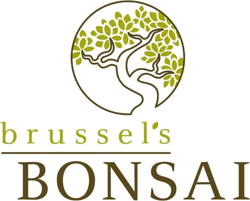 Miniatura 7 de Brussel's - Árbol bonsái de olmo chino vivo para exteriores, 5 años de edad; 10 a 14 pulgadas de alto con recipiente decorativo, bandeja de humedad