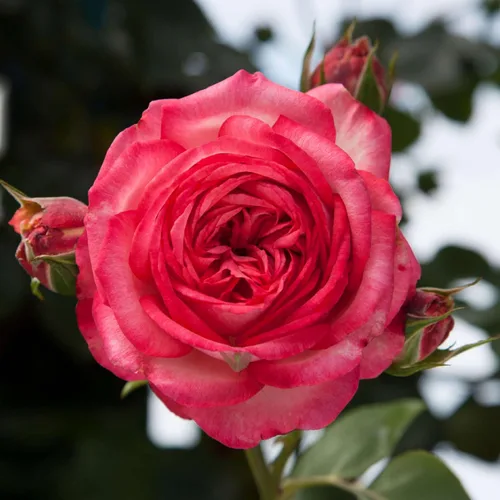 Miniatura 9 de Rosas trepadoras de reliquia, planta de raíz propia viva para jardín al aire libre, Aloha, muy fragantes, zonas de rusticidad 5 a 10, floración