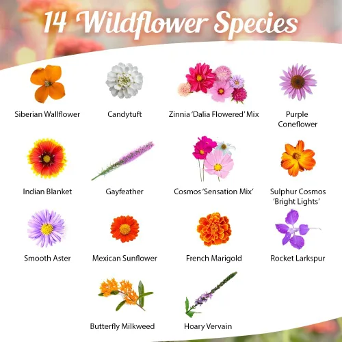 Miniatura 2 de Monarch Butterfly Rescue - Paquete de semillas de flores silvestres – 1 oz, flores silvestres de polinización abierta, sin rellenos, anuales