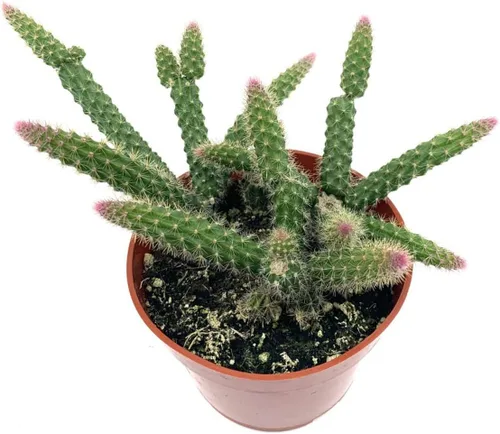 Miniatura 2 de Aporocactus Flagelliformis - Aporocactus Flagelliformis de 4 pulgadas con cola de rata rara planta viva, fácil de cultivar en interiores y RatTail