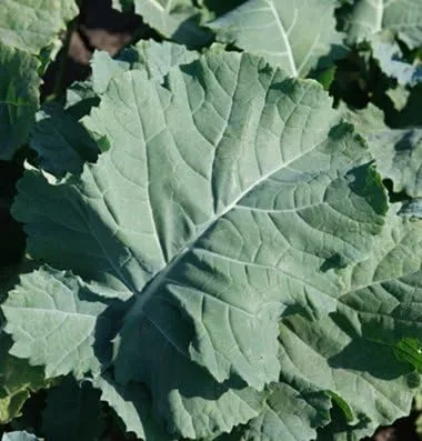 Miniatura 3 de Kale Premier Great Heirloom Vegetable de Seed Kingdom 1,000 Seeds