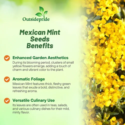 Miniatura 3 de Outsidepride Semillas de menta mexicana – 1000 semillas de hierbas perennes para plantar, sabor a estragón fresco para pescado y ensaladas, flores