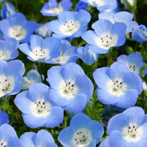 TomorrowSeeds - Semillas Baby Blue Eyes - Más de 6000 unidades - para plantar Nemophila Menziesii 2026, flor azul cielo, cubierta de suelo japonesa