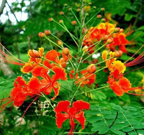 Miniatura 2 de Poinciana pulcherrima (orgullo de Barbados, arbusto rojo del paraíso), semillas de árbol, flores escarlata y amarillas brillantes, elige