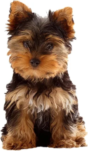 Miniatura 2 de CafePress Yorkie - Manta de forro polar súper suave, 60 x 50 pulgadas