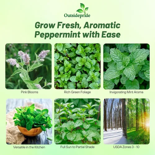 Miniatura 2 de Outsidepride Semillas de menta para plantar, 1000 piezas de crecimiento compacto perenne, semillas de hierbas fáciles de cultivar con follaje
