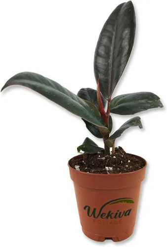 Miniatura 7 de Ficus Tree - Paquete de 5 plantas de inicio en macetas de 2 pulgadas, variedad de variedades, impresionante planta interior de fácil cuidado