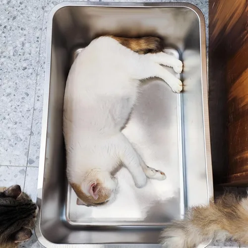 Miniatura 7 de LIHONG Caja de arena de acero inoxidable para gatos, caja de arena de metal extra grande para gatos grandes, gatitos, conejos, sin olor, 8 pulgadas