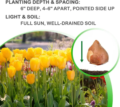 Miniatura 7 de Bulbos de floración de primavera de tulipán perenne amarillo dorado gigante (6)