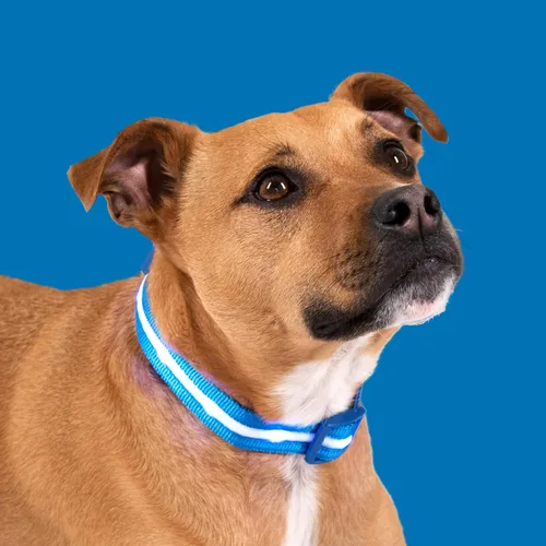 Miniatura 8 de Blazin - Collares luminosos para perros, collar led original para perros con 1,000 pies de visibilidad, recargable mediante USB e impermeable