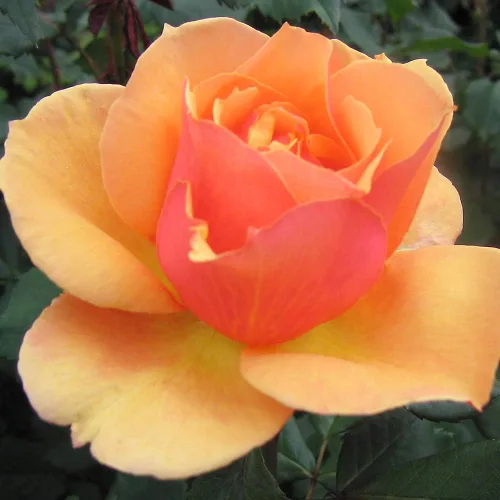 Miniatura 2 de Rosas Grandiflora, planta de raíz propia viva para jardín al aire libre, About Face™, ligeramente fragantes, zonas de rusticidad: 5-10, floración