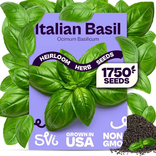 Miniatura 16 de SVI 2000 semillas de albahaca genovesa (Ocimum basilicum) - Paquetes de semillas de albahaca dulce - Semillas aromáticas de hierbas culinarias