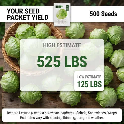 Miniatura 2 de 500 semillas de lechuga iceberg para plantar, semillas de vegetales de primera calidad cultivadas en Estados Unidos sin OMG para plantar jardín
