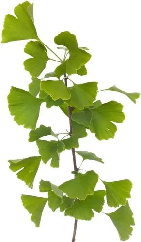 TriStar Plants Árbol de Ginkgo Biloba - Contenedor de 1 galón - El árbol vivo se envía rápido, de rápido crecimiento, raíces establecidas