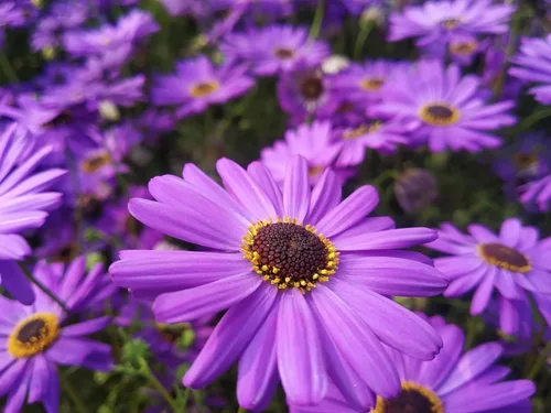 Miniatura 4 de 200 semillas de flores de Iberidifolia Brachyscome Iberidifolia mezcla púrpura