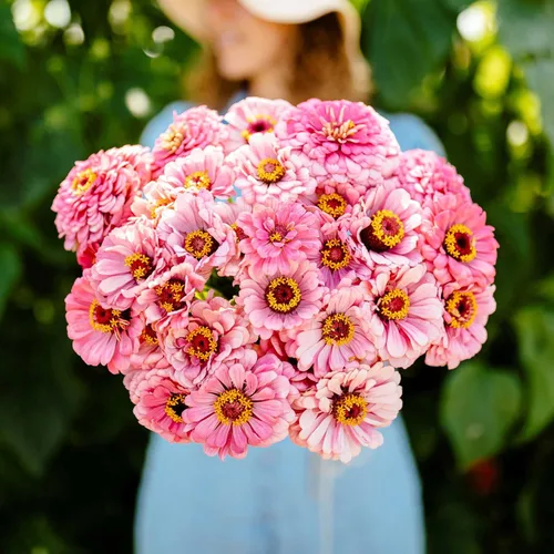 Miniatura 19 de Eden Brothers - Semillas de zinnia, cactus con flores, sin OMG, plantar en primavera, paquete, flores de bajo mantenimiento, zonas 3, 4, 5, 6, 7, 8