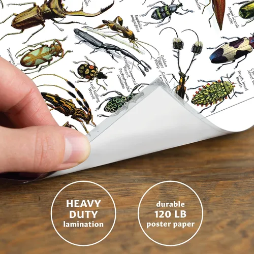 Miniatura 3 de Paquete de 4 pósteres vintage de insectos, gráficos de referencia de identificación de entomología, volúmenes 1, 2 y 3 y artrópodos