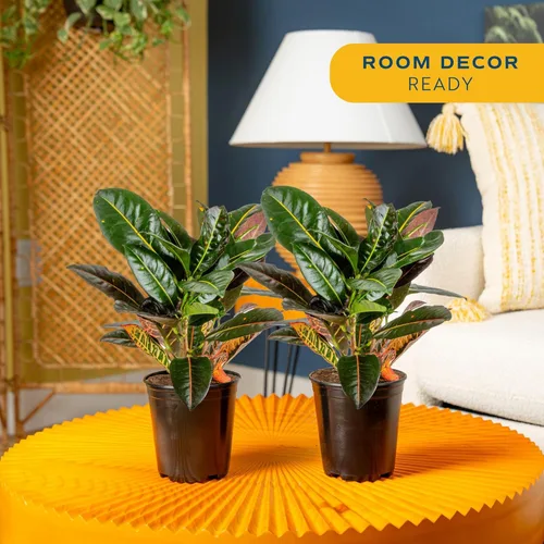 Miniatura 2 de Costa Farms Croton Petra - Plantas vivas (paquete de 2), plantas de interior y exterior en macetas, mezcla de tierra para macetas, plantas Maceta