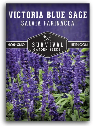 Victoria - Semillas de salvia azul para plantar – Salvia Farinacea – Flores polinizadoras para bordes y jardines de cabaña – Semillas de jardín de