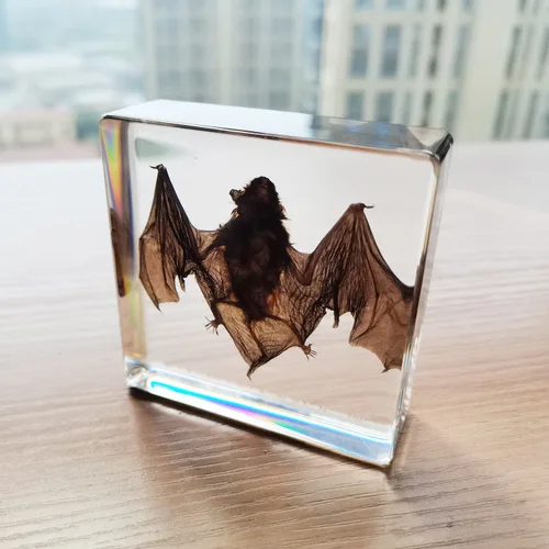 Miniatura 4 de Muestras de murciélago reales en manualidades de pisapapapeles de resina, colección de taxidermia de animales para educación científica y adorno