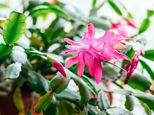 Miniatura 13 de Planta viva de cactus de Navidad blanca de 4 pulgadas. Fácil de cultivar y cuidar, csctus navideño. Blanco