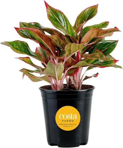 Miniatura 10 de Costa Farms Árbol de hoja perenne chino, fácil de cultivar, planta de interior en maceta en maceta en bonita maceta decorativa, regalo diario