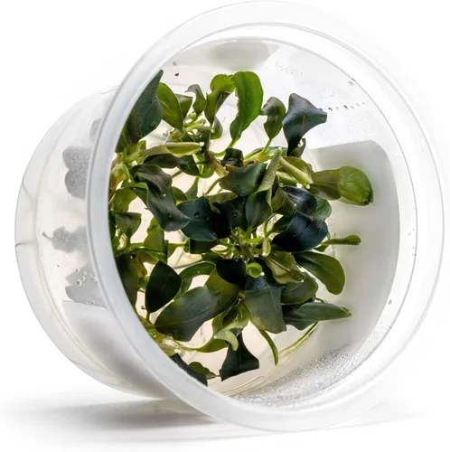 Miniatura 14 de Planta viva SubstrateSource - Hierba enana Eleocharis Belem cultivada en tejidos acuáticos para acuario - 100% libre de caracoles en copa in vitro