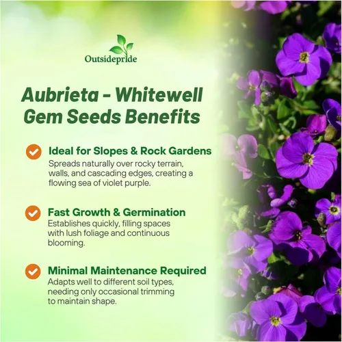 Miniatura 3 de Outsidepride Whitewell Gem Violet Aubrieta - 5000 semillas de flores perennes, fáciles de cultivar, bajo mantenimiento, cascada y bajo crecimiento