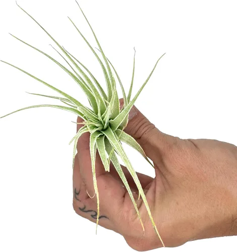 Miniatura 3 de Planta aérea viva - Tillandsia Gardneri 5-7" - ragnaroc Planta tropical de interior rara para coleccionistas - Llegada viva garantizada - Plantas
