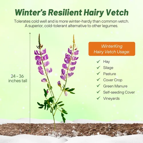 Miniatura 3 de Outsidepride Hairy Vetch Cover Crop Seeds – 1 oz tolerantes al frío, resistentes al invierno, ideales para mejorar el suelo, pastos verdes, heno