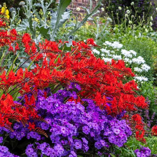 Miniatura 4 de Eden Brothers Semillas anuales Phlox - Beauty Blue