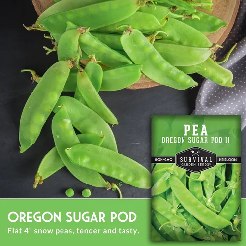 Miniatura 3 de Oregon Sugar Pod II - Semillas de guisantes de nieve para plantar, vainas comestibles crujientes, guisantes de nieve estilo broche de azúcar de alto