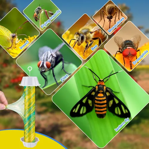 Miniatura 4 de Qualirey 8 trampas para moscas para interiores y exteriores, trampa adhesiva para moscas de frutas, para insectos domésticos, 10 x 2.5 pulgadas