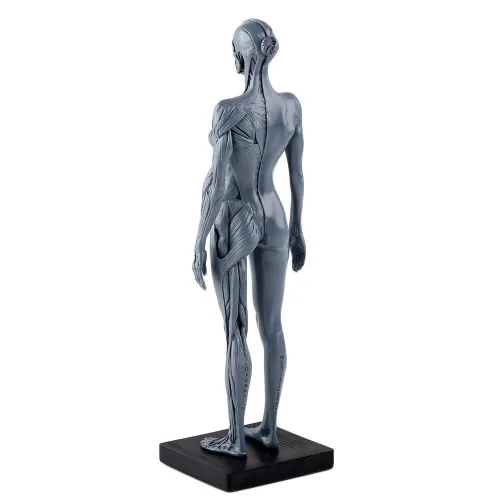 Miniatura 5 de Dental Nueva Anatomía Anatómica Femenina Cráneo Cabeza Cuerpo Modelo Músculo Hueso (11.8 in) Altura