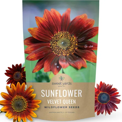 Velvet Queen Sunflower - Bolsa a granel de 1/4 libra - 4,000 semillas de flores para plantar - Helianthus annuus