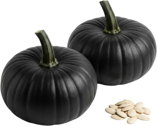 Semillas de calabaza para plantar (10 semillas) – Calabaza exótica negra – Calabazas negras profundas de piel lisa – Variedad decorativa rara para