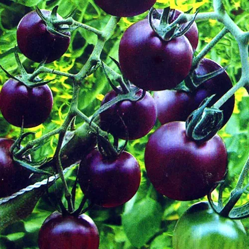 Miniatura 6 de Semillas de tomate morado raras 30+ semillas para plantar tomate indeterminado