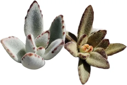 Miniatura 5 de Plantas de cactus suculentas vivas (juego de dos macetas de 2 pulgadas) (Crassula Estagnol Spiralis Starter)