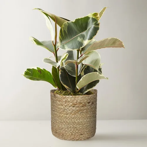 Maceta de yute de ganchillo, cesta de almacenamiento interior, cesta organizadora de dormitorio, maceta decorativa natural para interiores, cestas