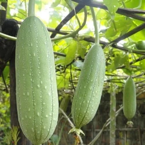 Calabaza Luffa Esponja Semillas Vegetales (Luffa Cylindrica) 15+Semillas