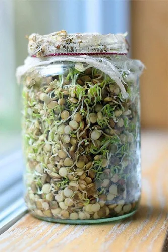 Miniatura 2 de Semillas de lentejas verdes para germinar microverdes, 8 onzas, una rica fuente de vitaminas y minerales y nutrientes que promueven la salud!
