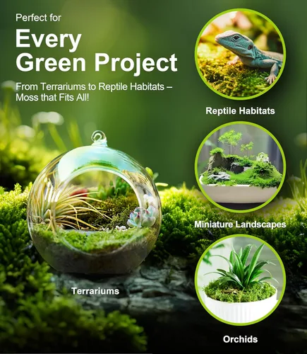 Miniatura 6 de Real Live Moss - Paquete variado (cada uno de 3.5 x 7 pulgadas), musgo real decorativo para terrarios, mini jardines, plantas en maceta y bonsái