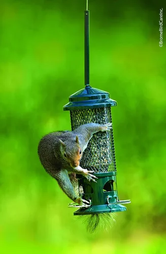 Miniatura 7 de Comedero de aves silvestres Squirrel Buster 1057 de Brome, con 4 posaderos de metal, con capacidad para 0.75 a 1.3 lb de semillas, estándar, 5