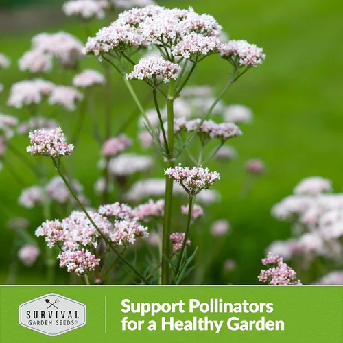 Miniatura 5 de Survival Garden Seeds - Semillas de valeriana para plantar - 1 paquete con instrucciones para plantar y cultivar hierba medicinal Valeriana