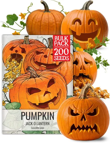 Miniatura 12 de Seed Needs Connecticut - Semillas de calabaza de campo para plantar 1 onza Cucurbita Pepo Heirloom semillas vegetales sin OGM Calabaza favorita