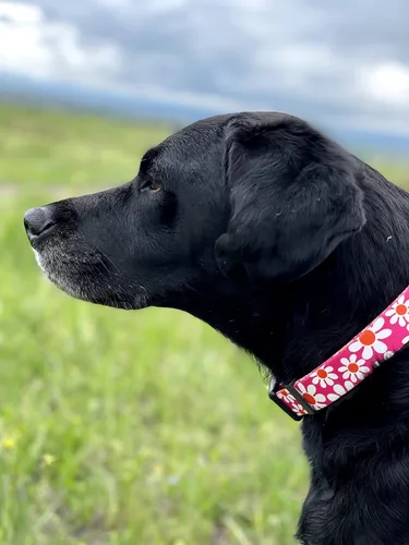 Miniatura 5 de Native Pup Collar de flores para perro, ajustable, pequeño, mediano y grande, linda chica para verano, primavera, bonito accesorio esencial