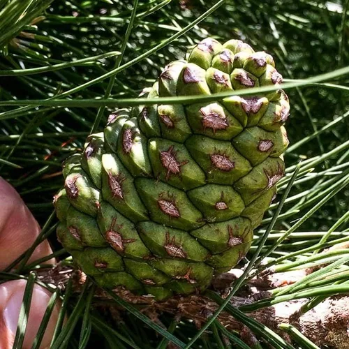 Marca – World of Pine Tree Seeds para bonsai, pasatiempo, paisaje, EZ-PAC You Choose Color (Afgan Pine - 0.5 oz)