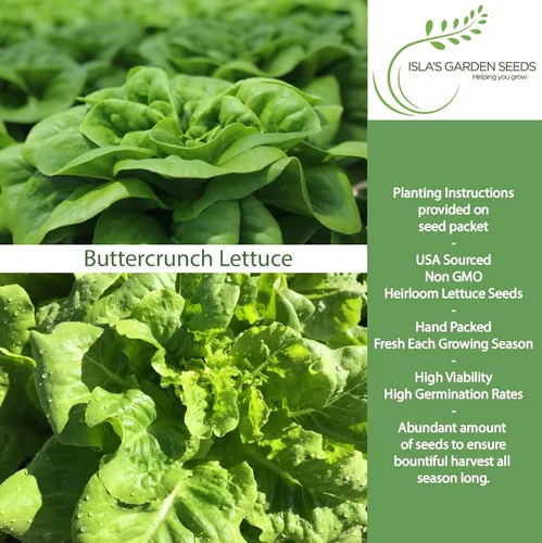 Miniatura 2 de Buttercrunch - Semillas de lechuga Butterhead para plantar, 1000 semillas tradicionales por paquete, semillas de jardín de Isla