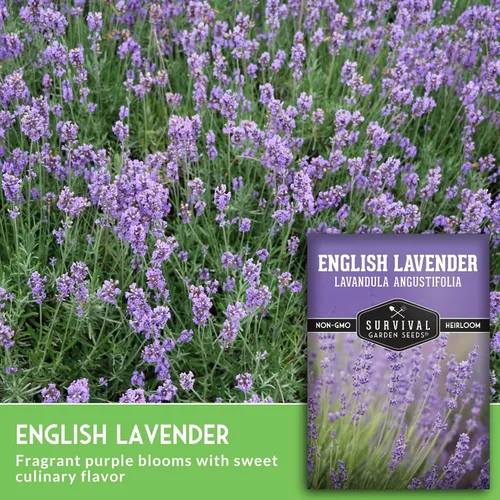 Miniatura 3 de Semillas de lavanda inglesa para plantar (Lavandula angustifolia) – Hierba culinaria comestible con flores fragantes, perenne resistente